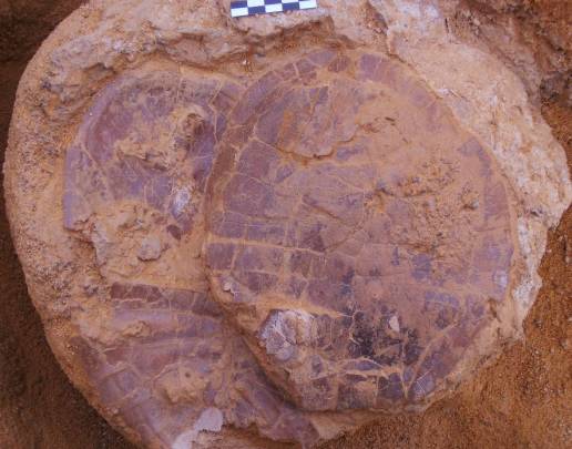 Bloque con varios caparazones de tortugas del género Algorachelus. / Grupo de Biología Evolutiva de la UNED