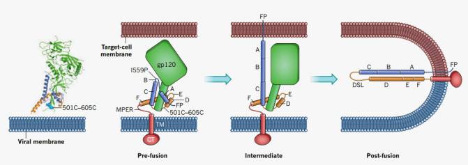 Modelo de la fusión del VIH a la membrana celular, donde se observan los cambios de configuración del complejo proteico con las subunidades gp120 (verde) y gp41 (rojo, azul y marrón). / Rogier W. Sanders & John P. Moore/Nature