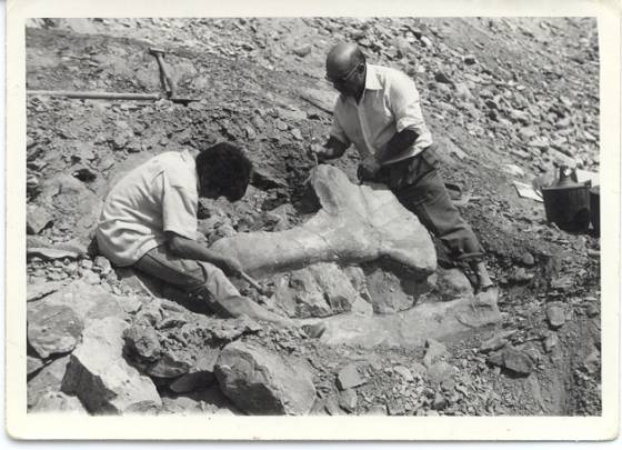 Excavación en el yacimiento de Las Zabacheras en Galve (Teruel), donde se encontró el Aragosaurus ischiaticus. / Aragosaurus