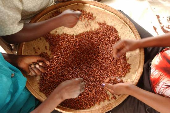 Las legumbres son una alternativa asequible a las proteínas más caras de origen animal, lo que las hace ideales para mejorar las dietas de las regiones empobrecidas. Foto: FAO / Giuseppe Bizzarri