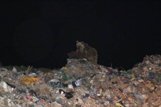 Una madre con sus tres oseznos en el vertedero de basura Sarikamis en el este de Turquía. Karla Garcia