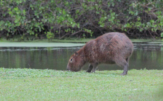 Una capibara cerca de una superficie acuática en las instalaciones olímpicas. / Danielle Aires/ Instituto Vida Livre