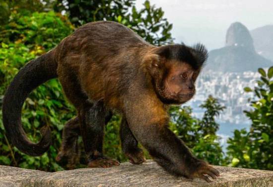 Un mono capuchino, la única especie que sobrevive en la ciudad de las once que había originalmente en Río de Janeiro. Imagen: Flávia Xavier / Instituto Vida Livre