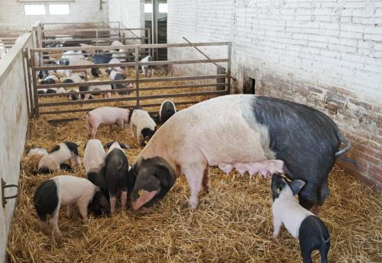 Cerdos de la granja Ramonich, de la Vall d'en Bas (Girona), que en 2014 mostraron sus instalaciones junto con otros productores catalanes que cumplían con la normativa europea de alimentación ecológica. / EFE