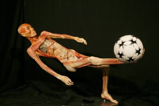 Human bodies