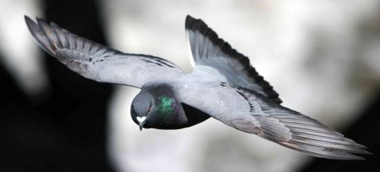 Las aves han desarrollado sofisticadas habilidades visuales para evitar a los depredadores. / Comparative Cognition Laboratory