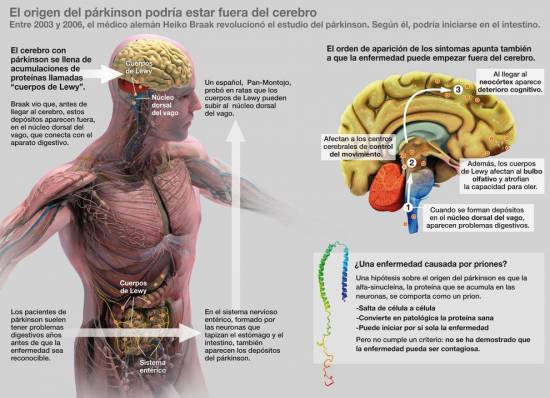 Anteriores estudios liderados por científicos españoles alientan la posibilidad de que una proteína sea capaz de extender la enfermedad como un prion. Infografía: JA Peñas