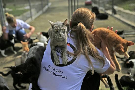 Rosangela Ribeiro, Gerente de Programas Veterinarios de la World Animal Protection, posa con los gatos callejeros que viven en los alrededores de Maracaná. Su ONG se ocupa de protegerlos durante los Juegos Olímpicos y Paralímpicos. / WAP