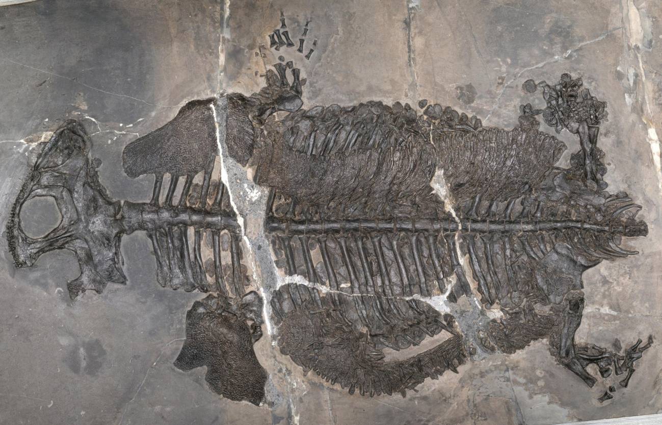 Holotipo de Gerrothorax maritimus, expuesto boca arriba. / Ryosuke Motani
