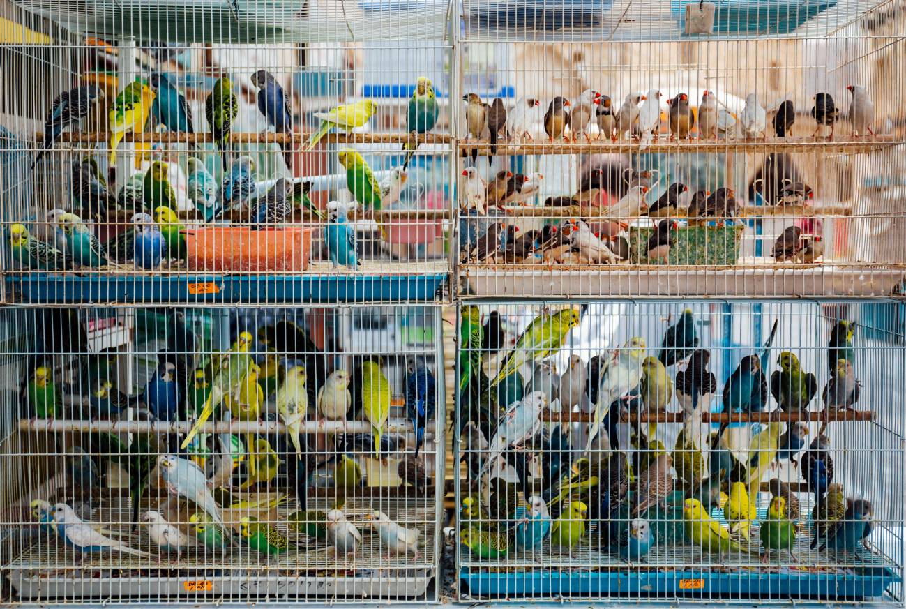 El comercio mundial de especies silvestres es el doble de lo estimado