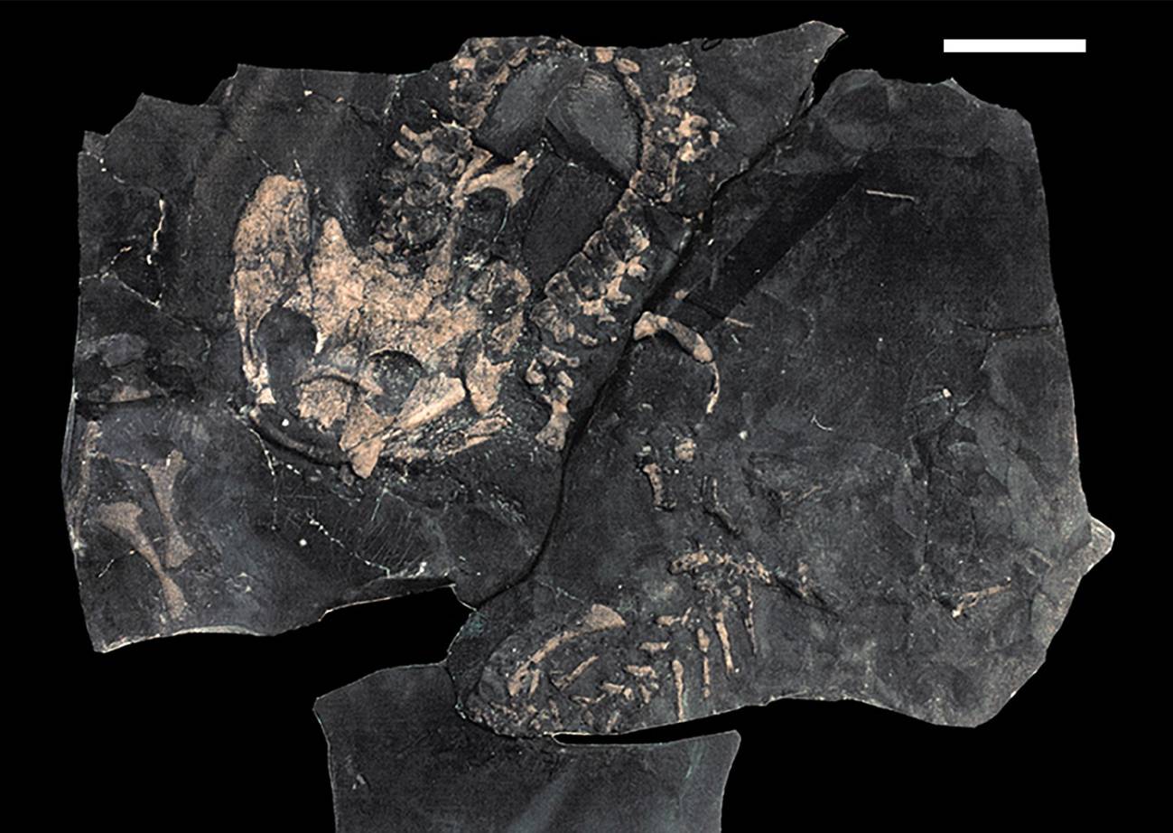 Esqueleto de Iberospondylus schultzei