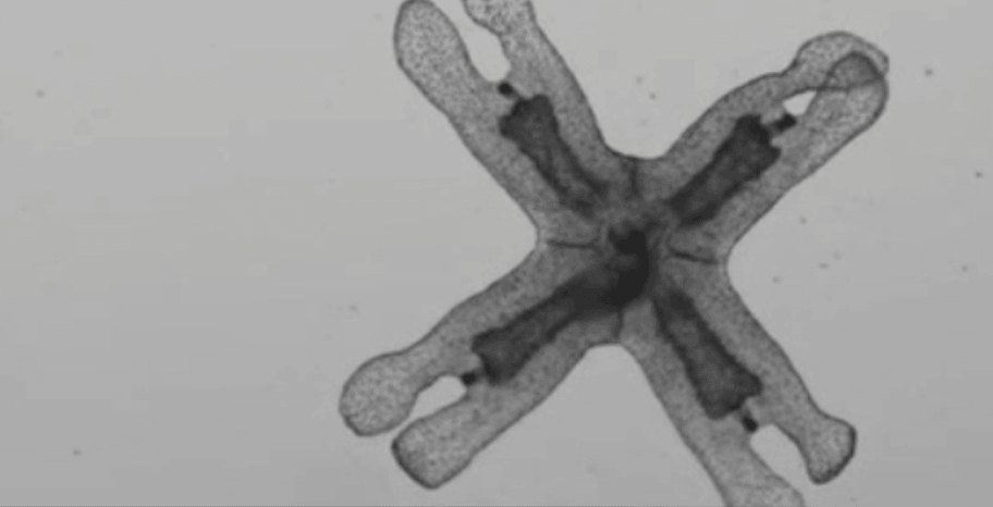 Así regenera su cuerpo la medusa común