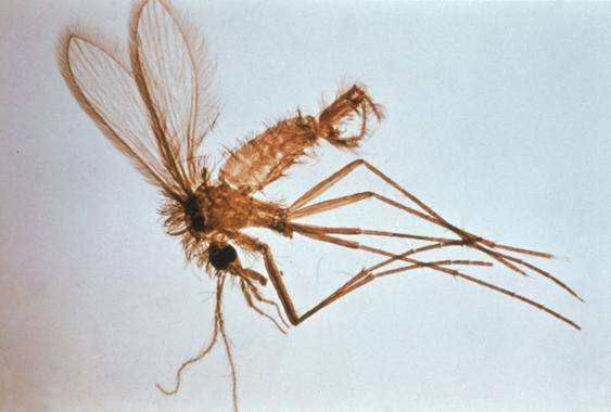 El parásito ‘Leishmania’ sabotea la respuesta inmune