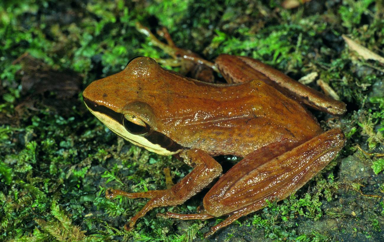 Gephyromantis schilfi 