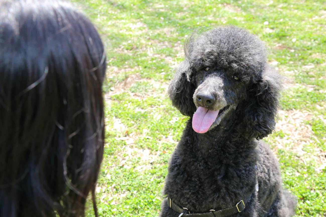 La mirada entre un perro y su dueño refuerza su unión emocional
