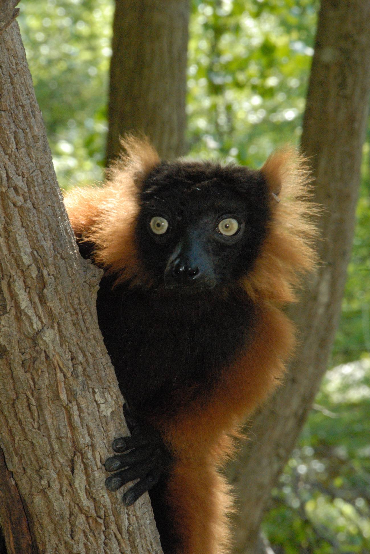 Lémur rufo rojo 