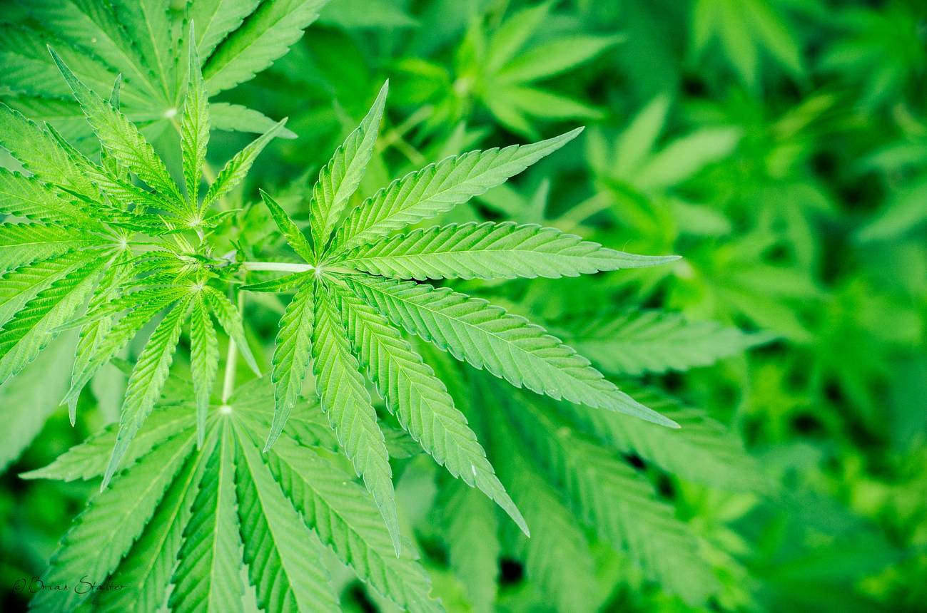 cannabis