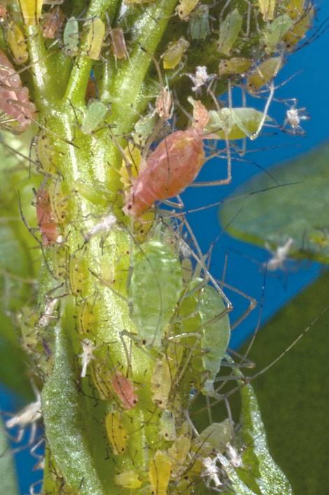 Los pulgones fabrican sus propios carotenoides