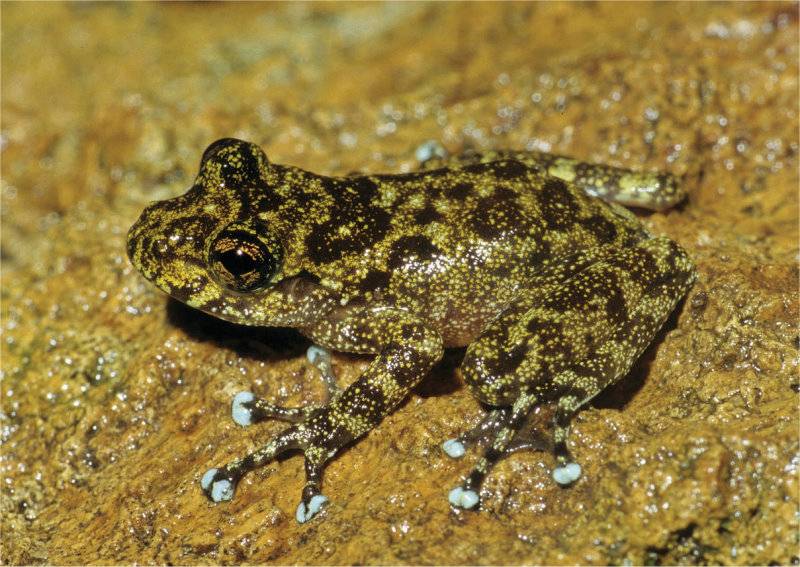 Mantidactylus microtis