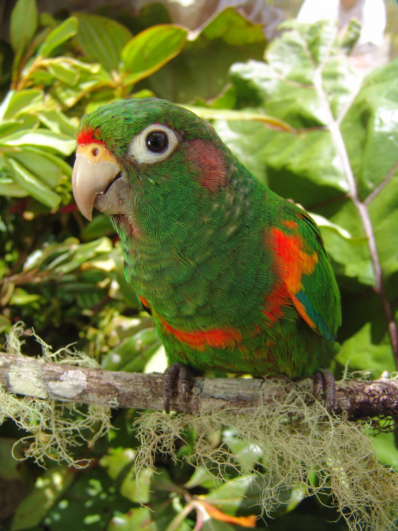 Periquito de Santa Marta 