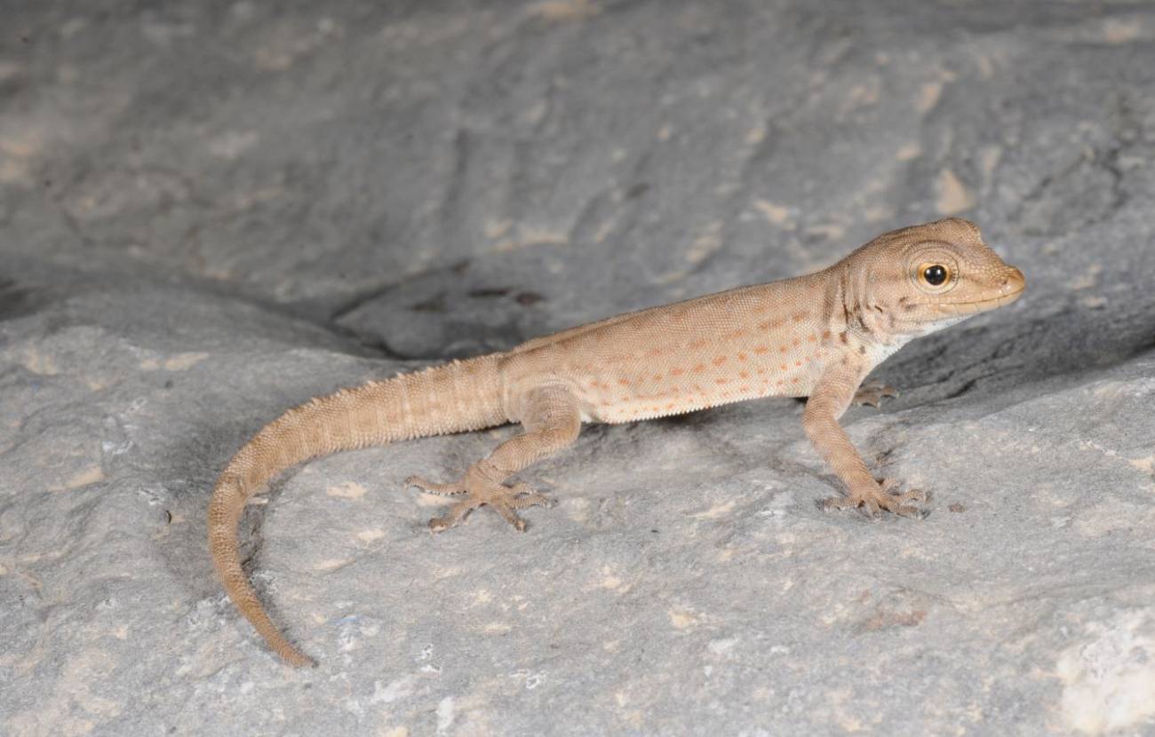 Una subespecie de geco oculta 14 especies diferentes  