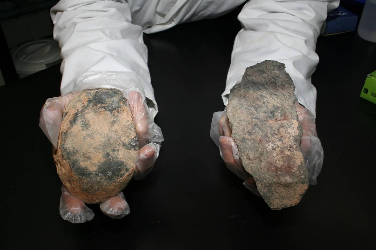 Los humanos ya se alimentaban de cereales hace 100.000 años