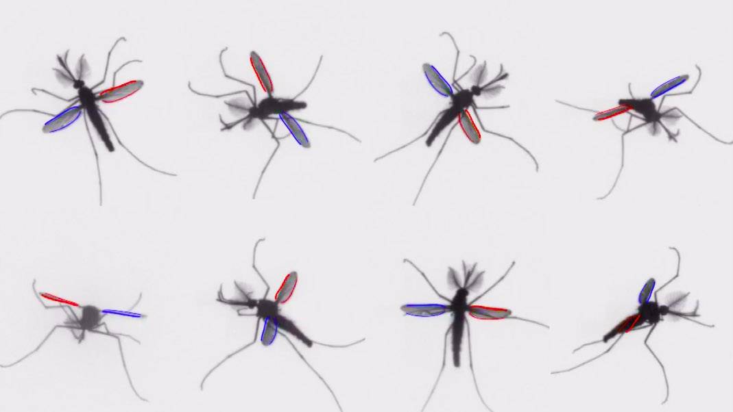 ¿Cómo consiguen volar los mosquitos?