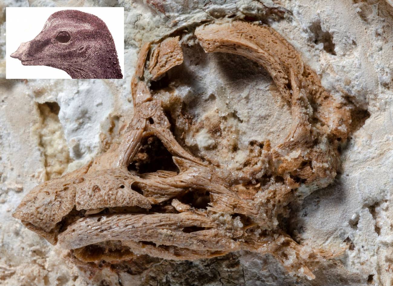 El primer cráneo casi intacto de un embrión de saurópodo en 3D revela rasgos faciales inesperados