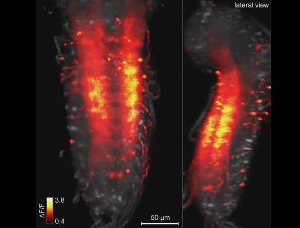 El sistema nervioso central de la larva de una mosca, en acción 