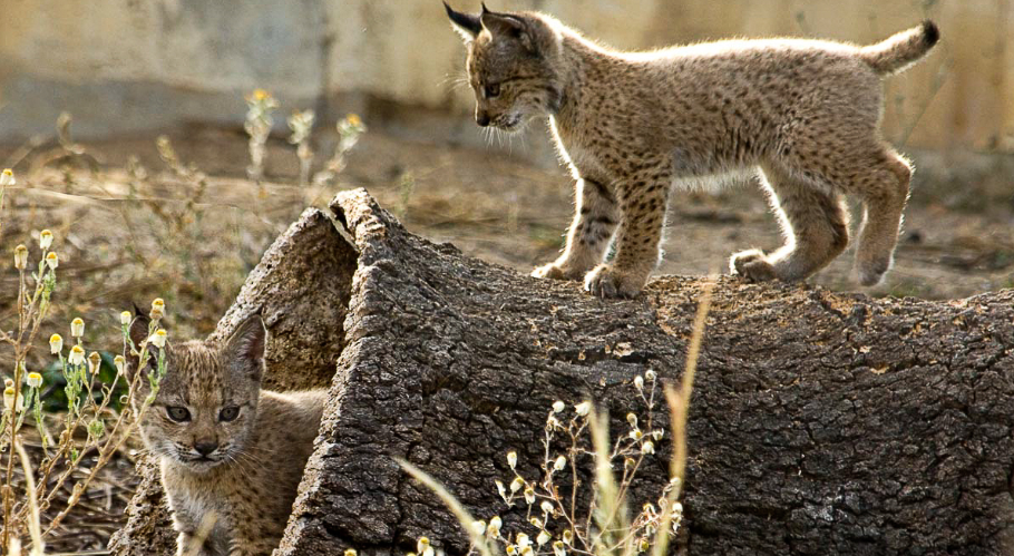 La popularidad de las especies afecta a las políticas de conservación  