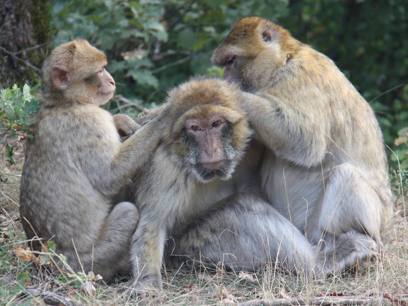 Los monos de Gibraltar reducen su círculo de amigos cuando envejecen