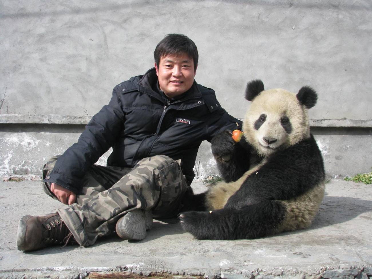 Los pandas tienen un ritmo vital único entre los animales