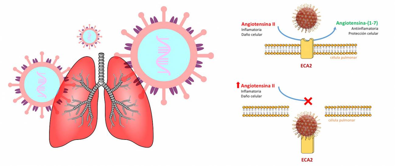 Cuando el virus se une a la proteína ECA2, esta desaparece de la membrana celular y deja de ejercer correctamente su función, lo que implica que se acumule más angiotensina II y se genere menos angiotensina-(1-7) protectora, lo que empeora la inflamación y el daño pulmonar” / Pixabay-UAM