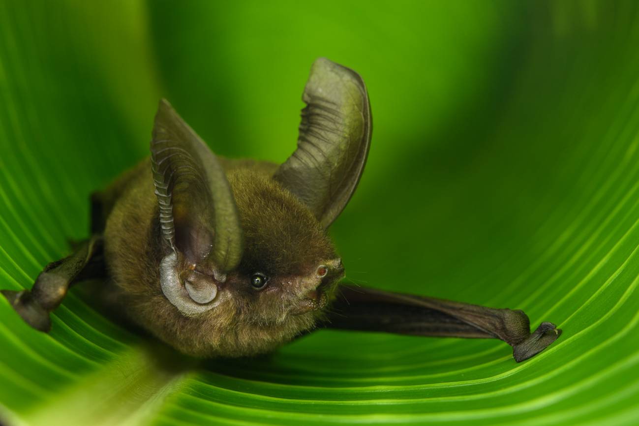 La Myzopoda aurita pertenece a una familia de murciélagos única en Madagascar. / Chien C. Lee