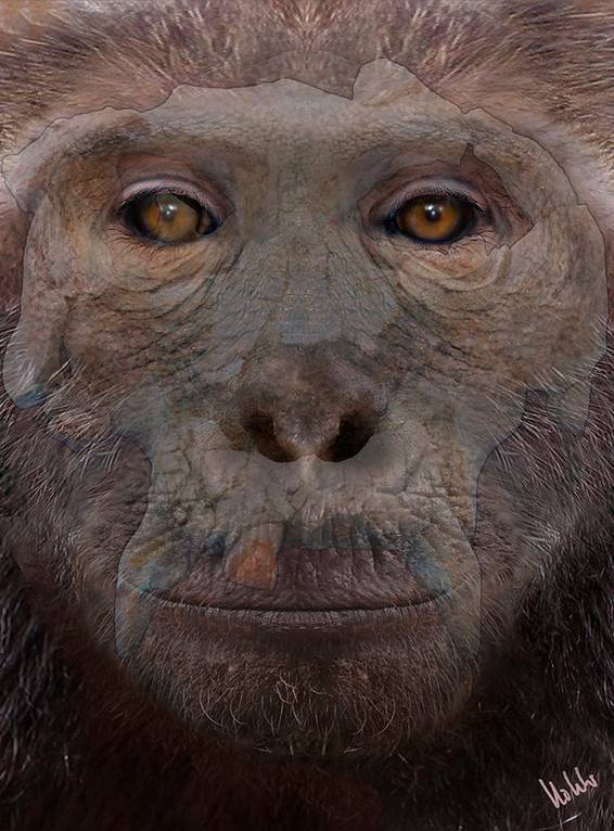 Antigua recreación del aspecto en vida de un ejemplar de Pierolapithecus catalaunicus. Por transparencia se observa el cráneo original : / Meike Köhler / © ICP
