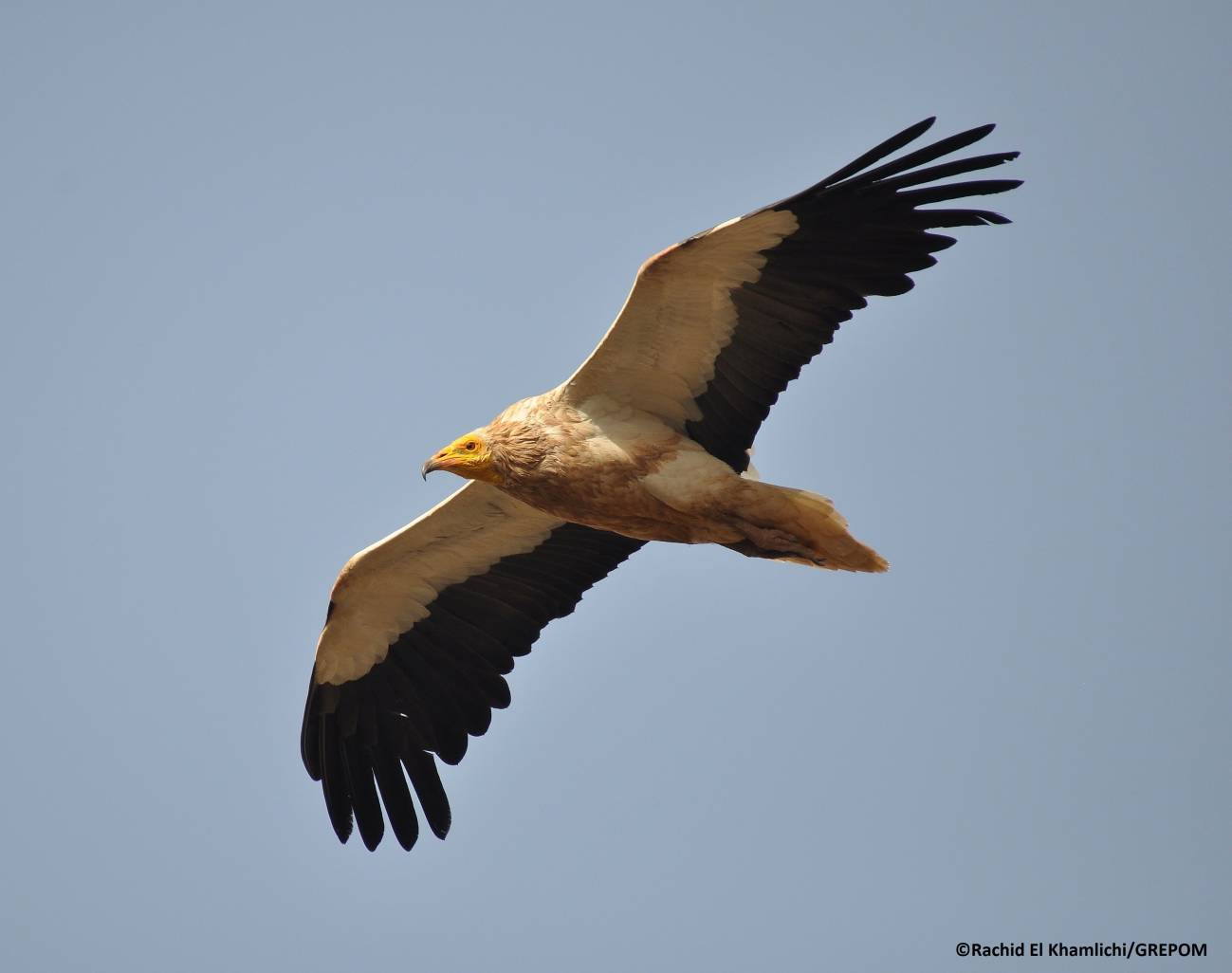 Las aves rapaces son elementos fundamentales en la red trófica como depredadores y carroñeros, lo que los convierte en buenos indicadores de la salud de los ecosistemas. / Rachid El Khamlichi | UICN