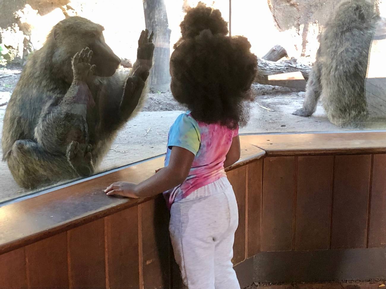 Una niña pequeña y un babuino oliva interactúan entre sí a través del cristal en el zoológico de Seneca Park, donde se encuentra el Portal de Primates. / Instituto Tecnológico de Rochester