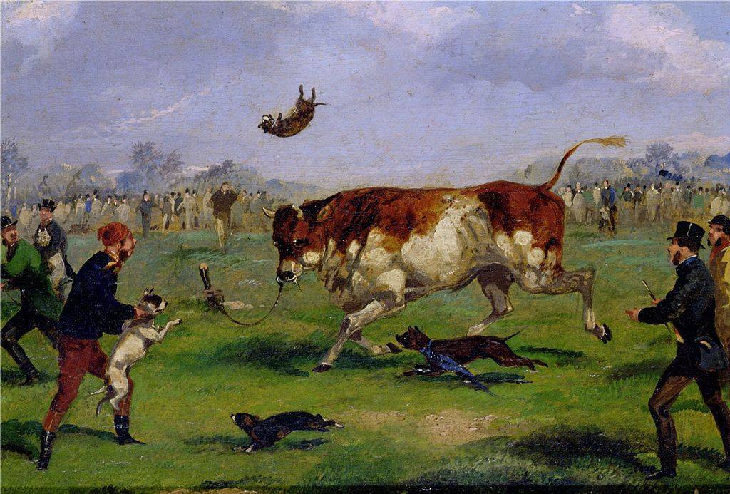 Una representación del bull baiting de 1890. / Samuel Henry Alken / Wikimedia Commons