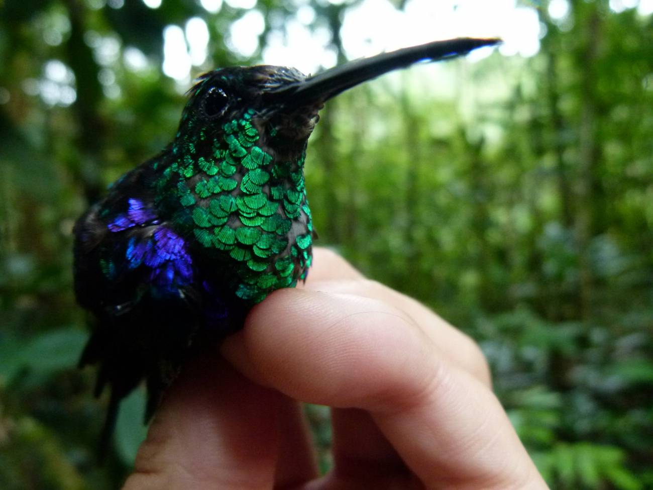 Colibrí