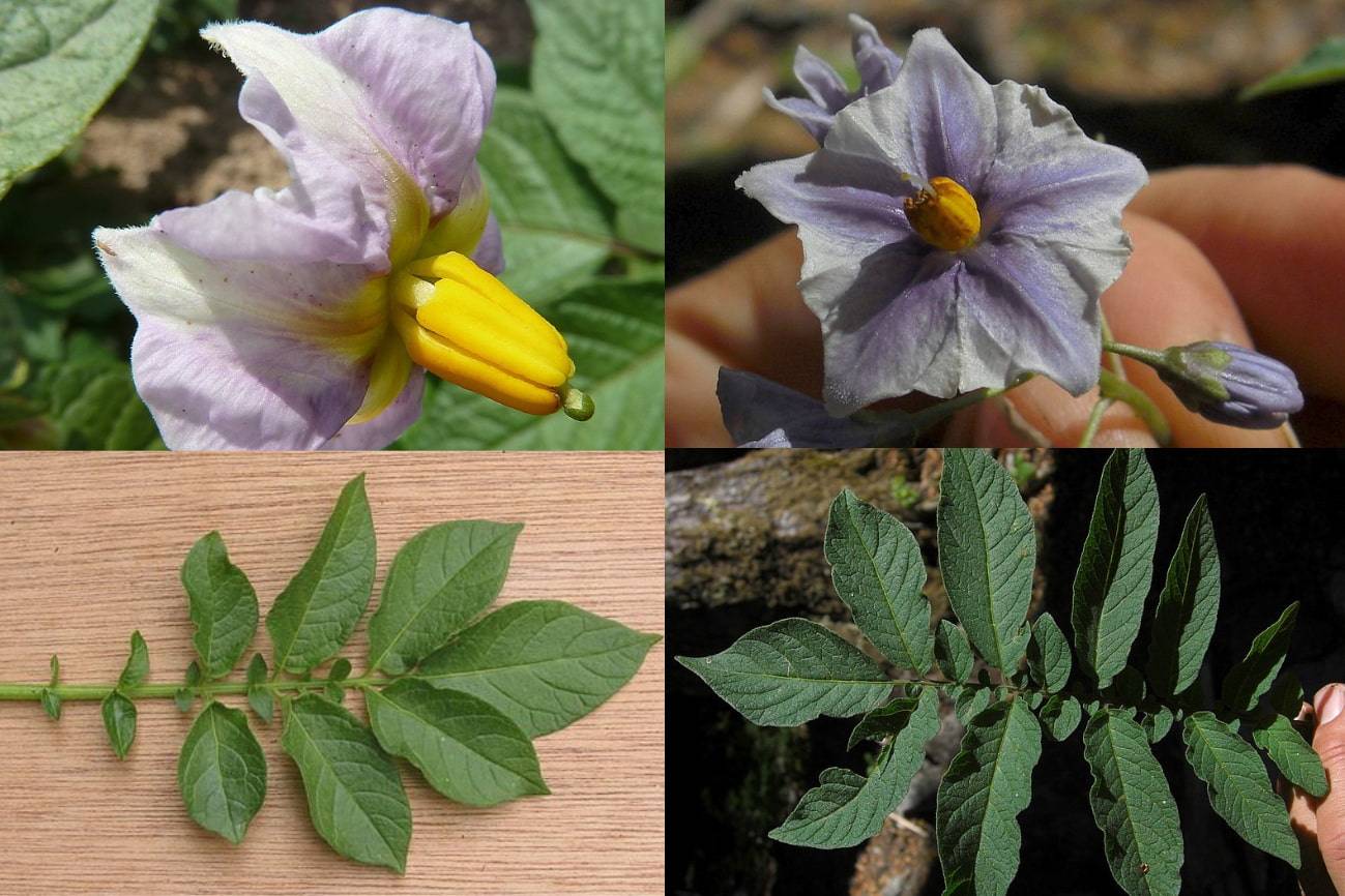 Comparación de la flor y las hojas de la planta de la patata y de la especie ‘Etuberosum’ (izquierda). / Collage con imágenes de Wikipedia