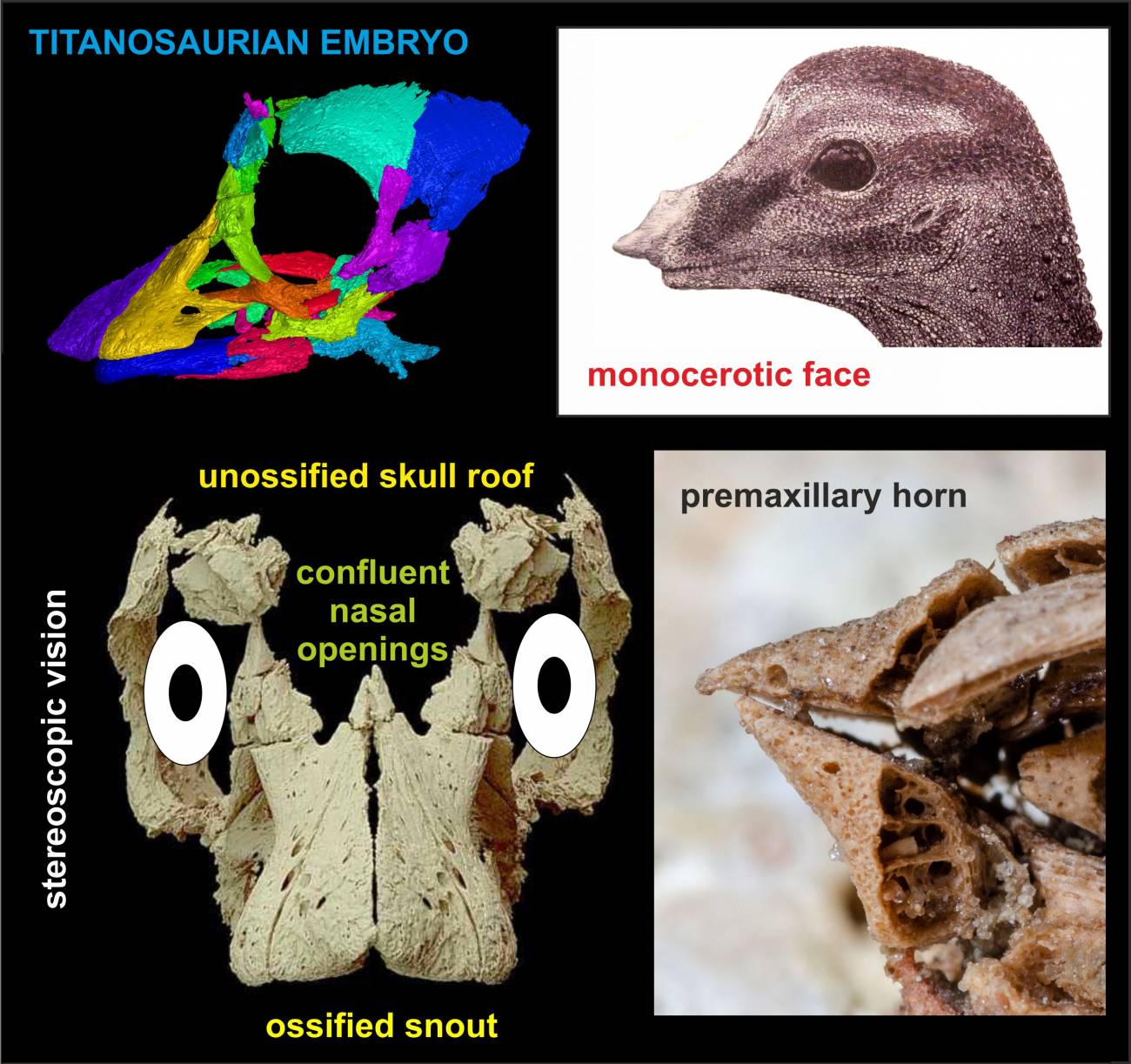 La ilustración muestra los huesos craneales y las reconstrucciones del embrión del titanosáurido. / Kundrát et al./Current Biology
