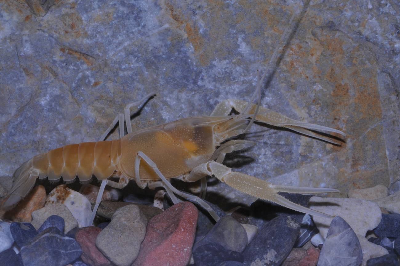Cangrejo de río de las cuevas kársticas de Woodville (Procambarus orcinus). /  Keith A. Crandall y C. Riley Nelson