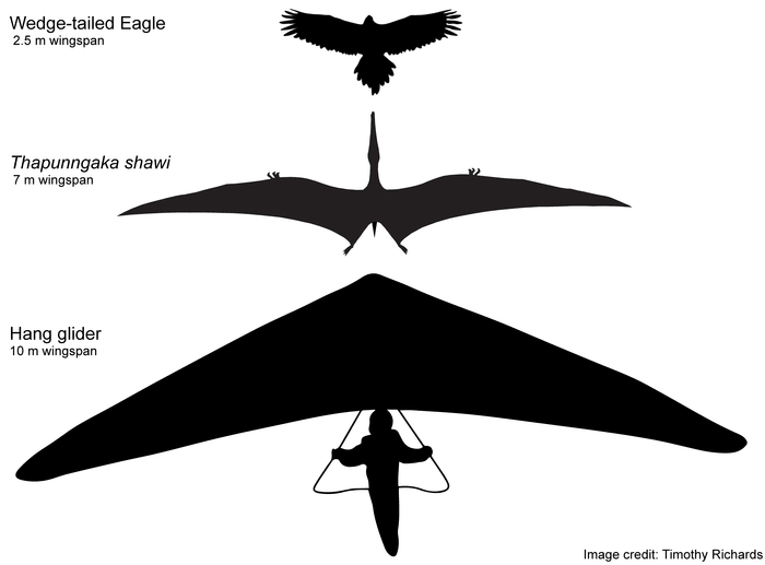 Esquema hipotético de Thapunngaka shawi con 7 m de envergadura, junto a un águila de cola de cuña (2,5 m de envergadura) y un ala delta (10 m de "envergadura")