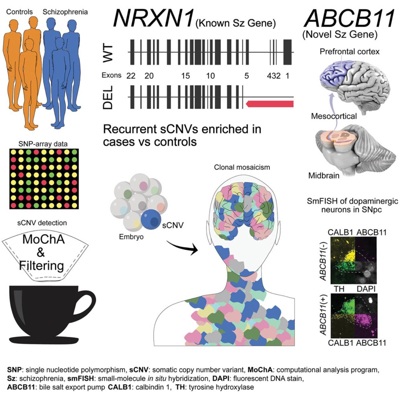 Las variaciones somáticas del número de copias asociadas a la esquizofrenia en 12.834 casos revelan alteraciones recurrentes en NRXN1 y ABCB11. / Cell Genomics / Maury et al.