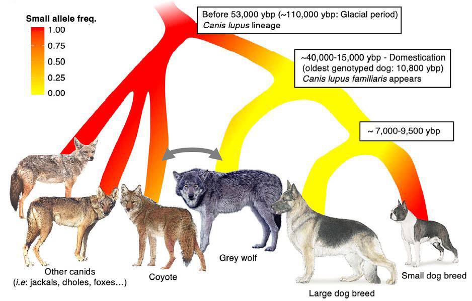 Este gráfico muestra la distribución de la mutación del tamaño corporal pequeño en diferentes especies de cánidos. / Plassais et al.