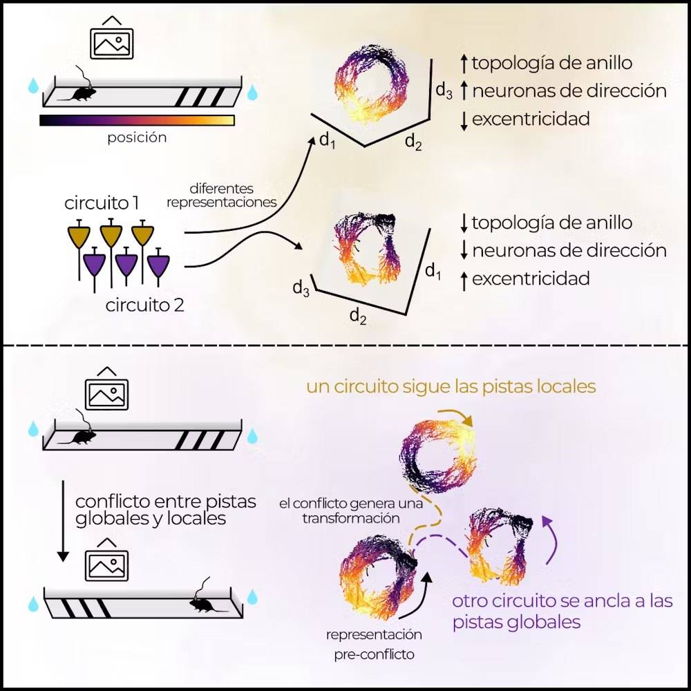 Resumen de los hallazgos publicados en Neuron. /Julio Esparza, primer autor del trabajo