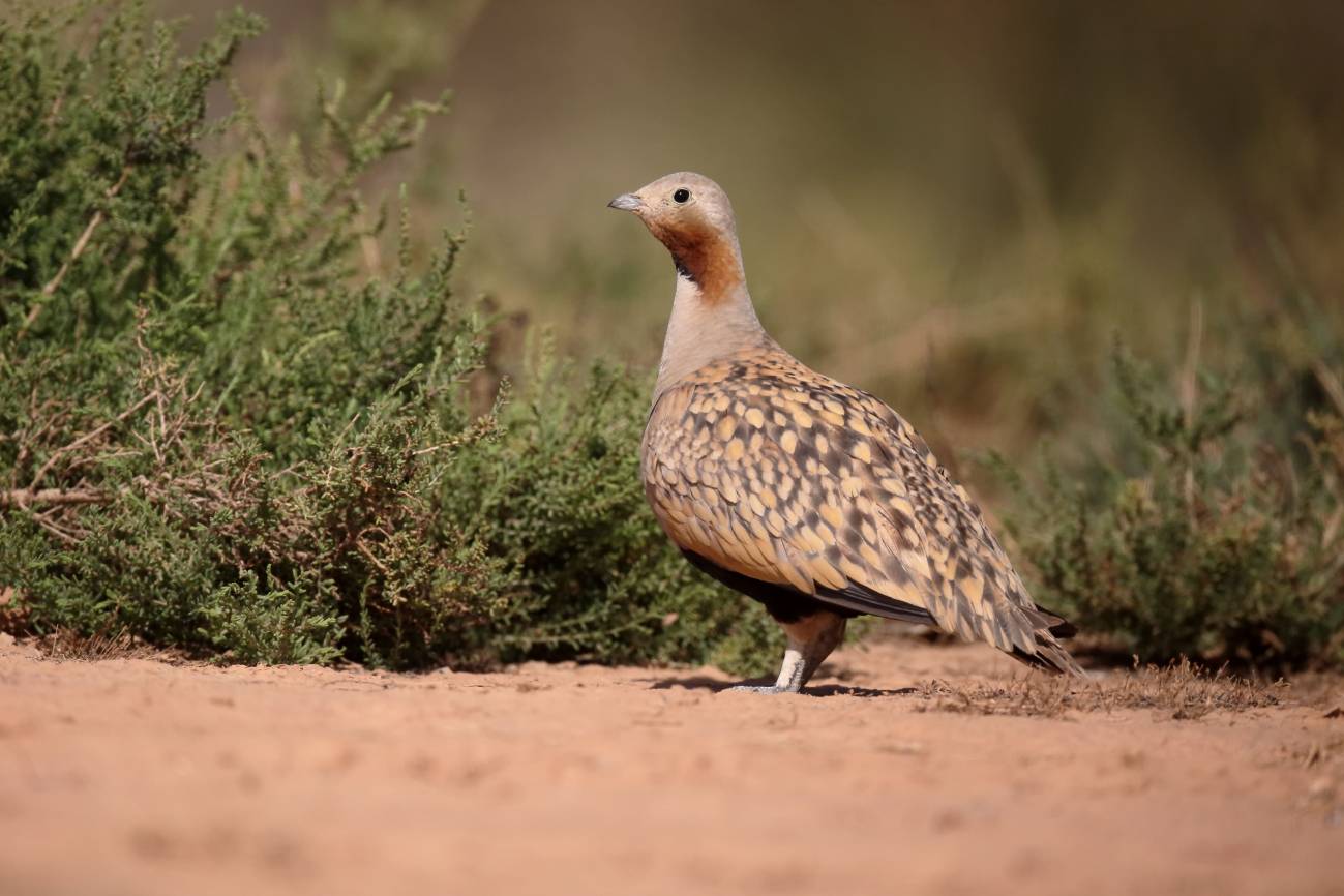 Foto de una ganga ortega. Esta ave es una de las diez especies endémicas de España a escala europea. / SEO/BirdLife