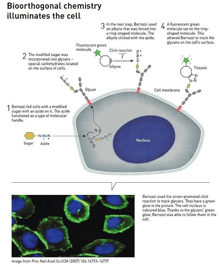 La química bioortogonal ayuda a investigar la célula. / Nobel Prize