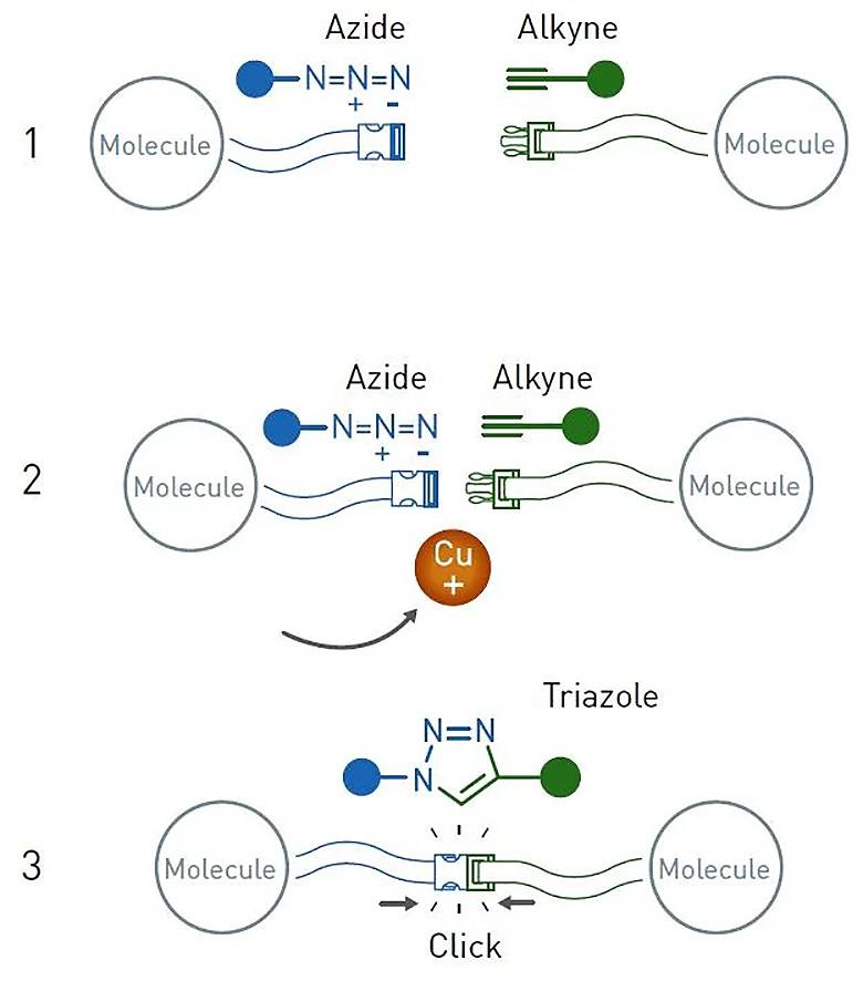Una reacción clic que cambió la química: la cicloadición de azidas a alcalinos catalizada por cobre. / Nobel Prize