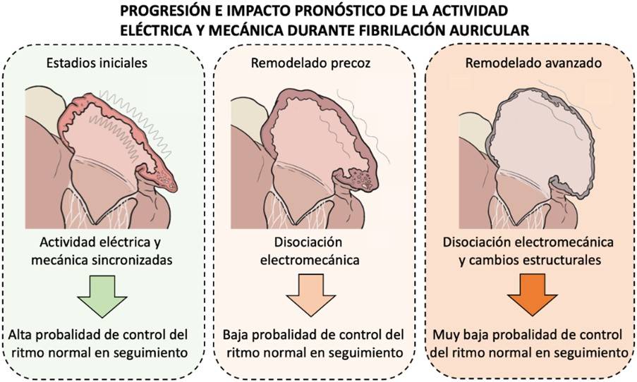 Esquema de la progresión del remodelado electromécanico de las aurículas del corazón durante fibrilación auricular y sus implicaciones pronósticas. / CNIC